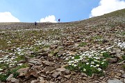 46 Distese di margherite d'Alpe 